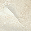 Обои виниловые на флизелиновой основе 212031R Grandeco ШИК/CHIC, 1.00 х 10.05 м . купить в СОМ
